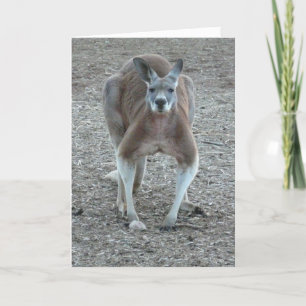 Kangaroo Christmas Holiday Card