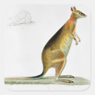 Kangaroo, engraved by Coutant Square Sticker