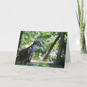 Kangaroo Greeting Card