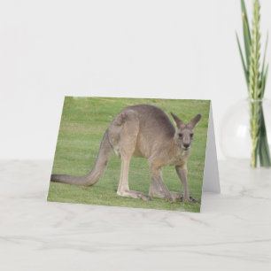 Kangaroo Greeting Card