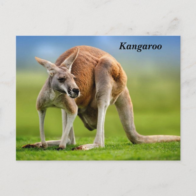 Kangaroo Holiday Postcard (Front)