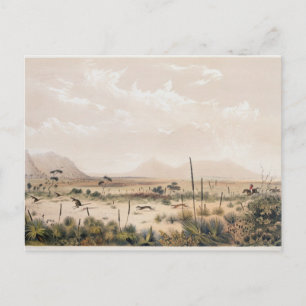 Kangaroo Hunt Postcard