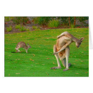 kangaroo & joey