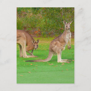 kangaroo looks postcard