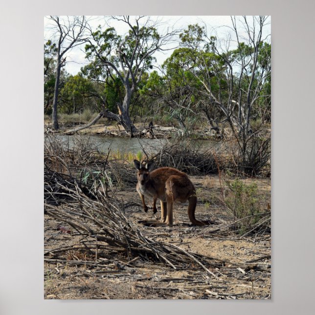 Kangaroo Meanwhile At The Billabong, Poster (Front)
