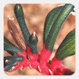 Kangaroo paw Australian flower in bloom Square Sticker