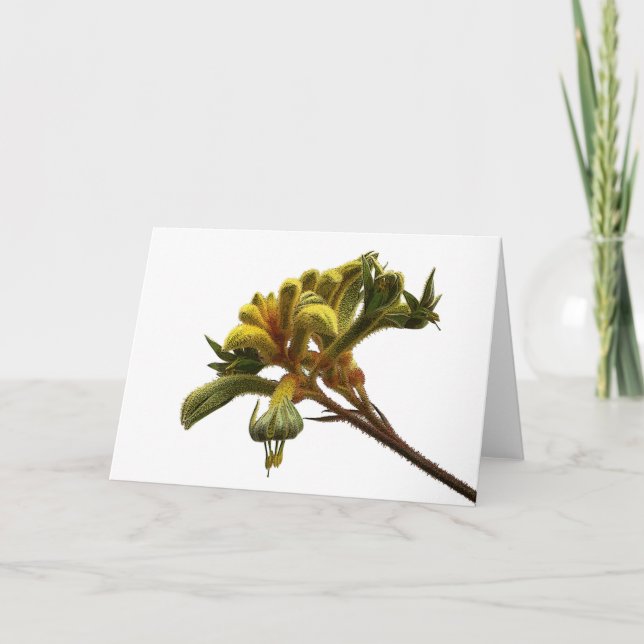 Kangaroo Paw (Australian) - Greeting Card (Front)
