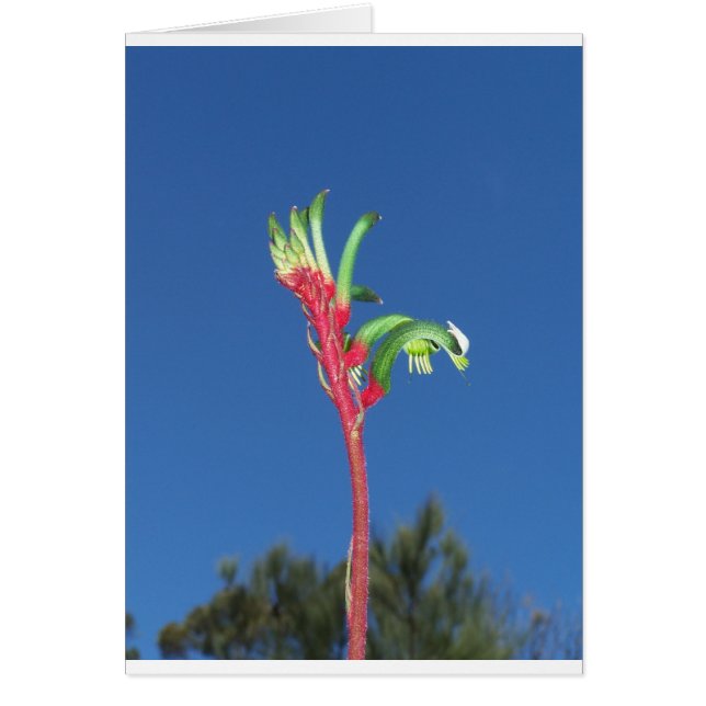 KANGAROO PAW PLANT (Front)