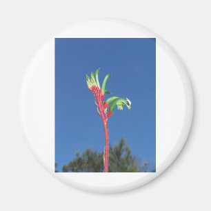 KANGAROO PAW PLANT MAGNET
