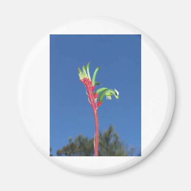 KANGAROO PAW PLANT MAGNET (Front)