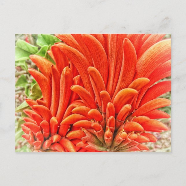 Kangaroo Paw Postcard (Front)