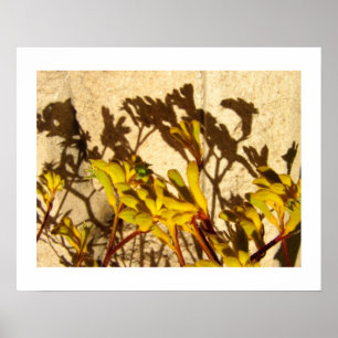 Kangaroo Paw Poster