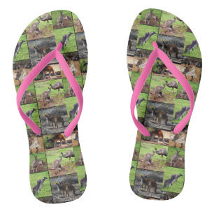 Kangaroo Photo Collage, Jandals