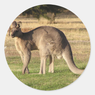 Kangaroo Picture Sticker