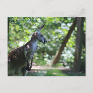 Kangaroo Postcard