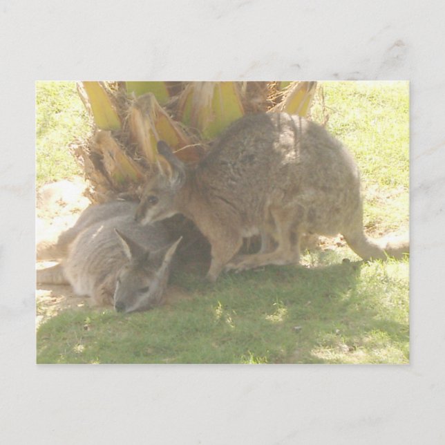 Kangaroo Postcard (Front)