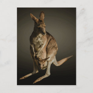 Kangaroo Postcard
