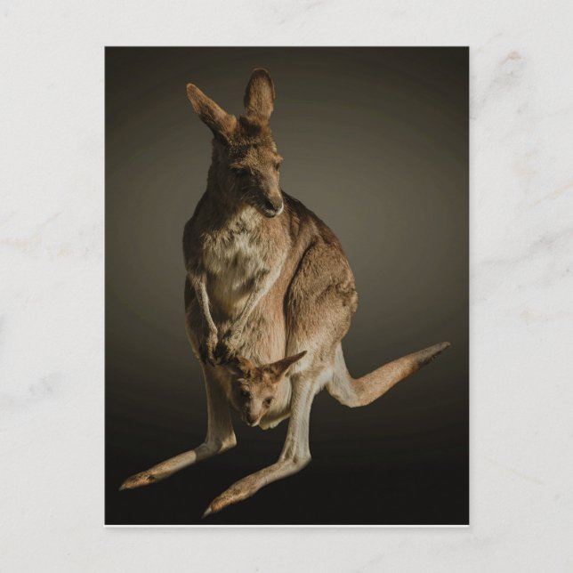Kangaroo Postcard (Front)
