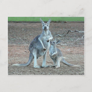 Kangaroo Postcard