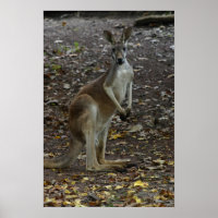 Kangaroo