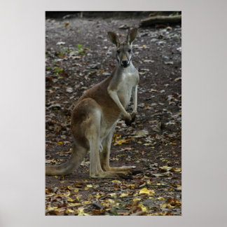 Kangaroo Poster