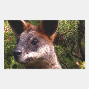 Kangaroo Rectangular Sticker