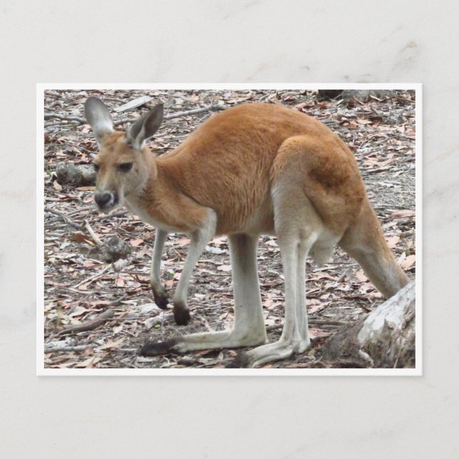 kangaroo red postcard (Front)