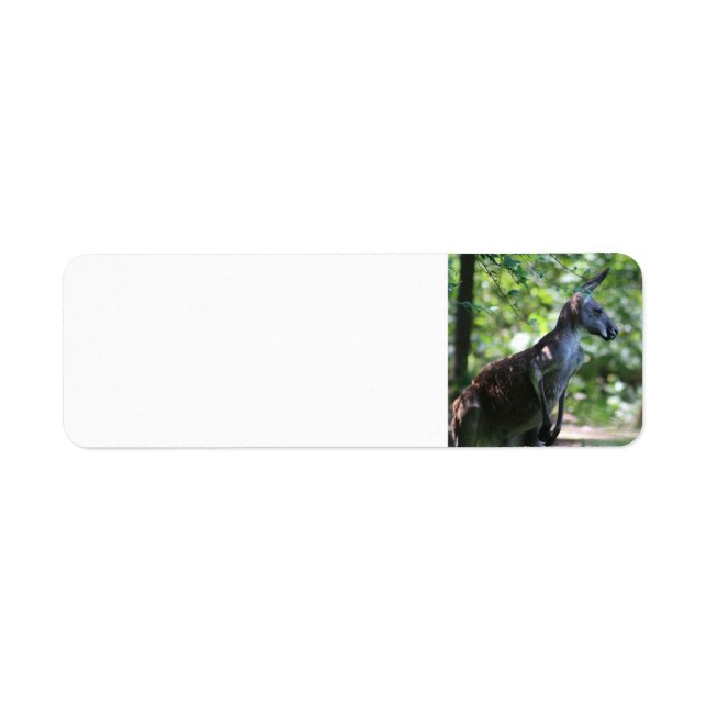 Kangaroo return address label (Front)