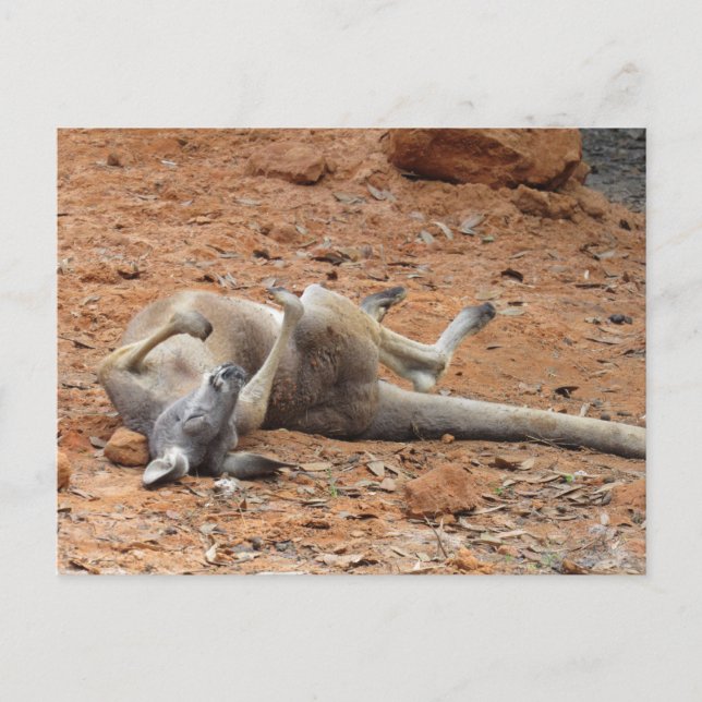 Kangaroo Rolling / Playing in the Dirt Postcard (Front)