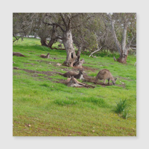 Kangaroo Siesta, Magnetic Card