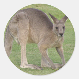 Kangaroo Sticker