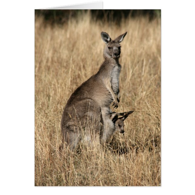 Kangaroo with Baby Joey in Pouch (Front)