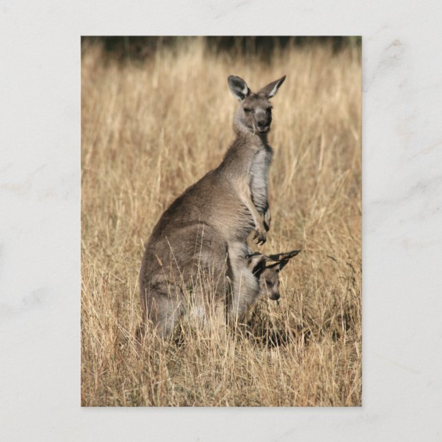 Kangaroo with Baby Joey in Pouch Postcard (Front)