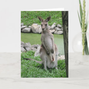 Kangaroo with Joey Birthday Card