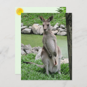 Kangaroo with Joey Postcard