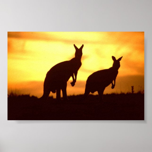 kangaroos at sunset poster (Front)
