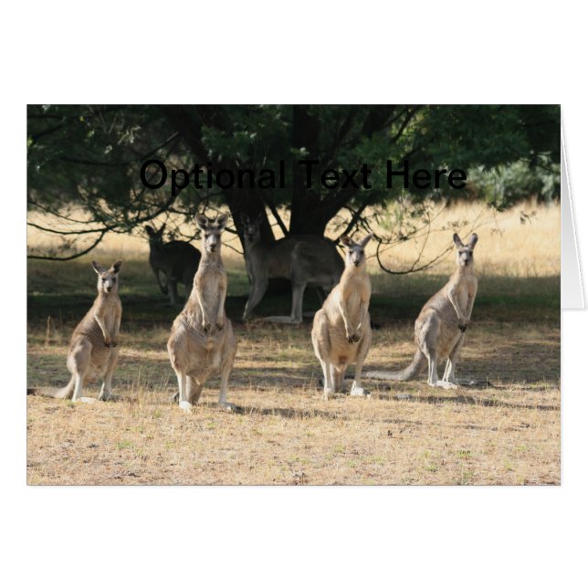 Kangaroos in a Row (Front Horizontal)