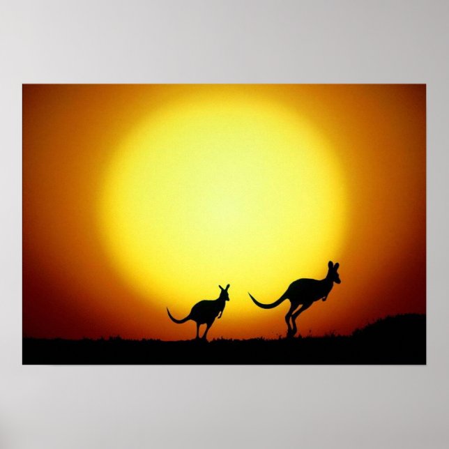Kangaroos in the Australian Outback Poster (Front)