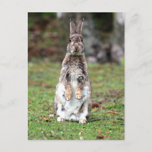 Kaninchen Postcard (Front)