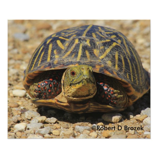 Kansas Box Shell Turtle Photo Enlargement Print (Front)