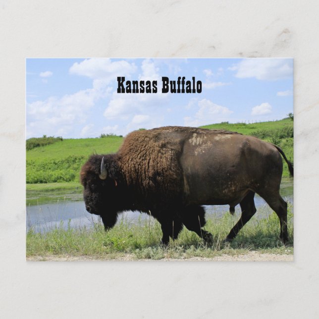 Kansas Buffalo Maxwell Wildlife Refuge Postcard (Front)