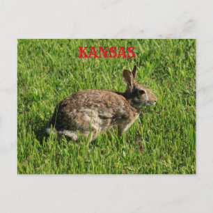 Kansas Bunny Rabbit closeup Post Card. Postcard