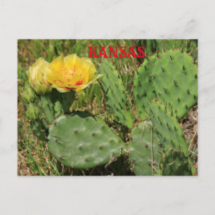 Kansas Cactus blooming Post Card