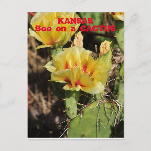 Kansas Cactus with a Bee Postcard (Front)