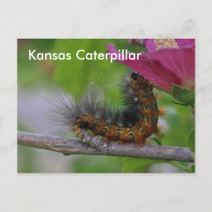 Kansas Caterpillar closeup POST CARD