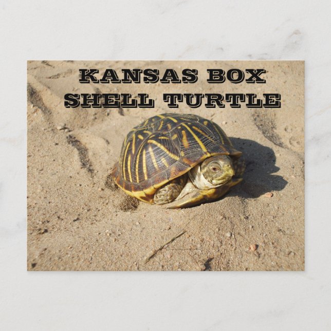Kansas Country Box Shell Turtle Post Card (Front)