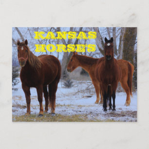 Kansas Country Horse's Post Card