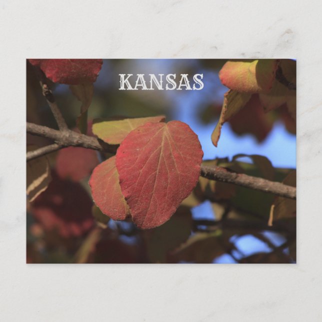 Kansas Fall Leave's Postcard (Front)