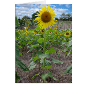 Kansas Flowers