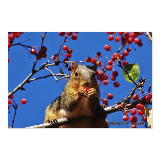 Kansas Fox Tail Squirrel  Photo Poster. Print (Front)